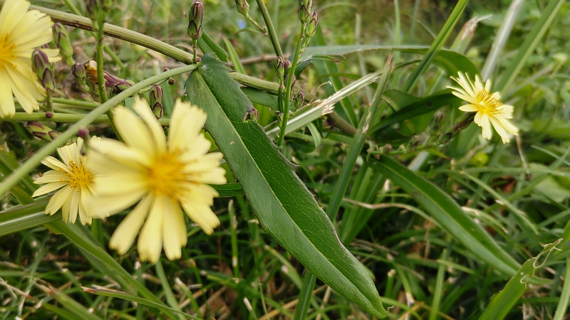 ホソバアキノノゲシの花 横浜市旭区今宿南町