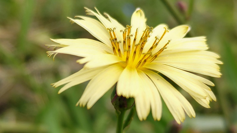 ホソバアキノノゲシの花 横浜市旭区今宿南町