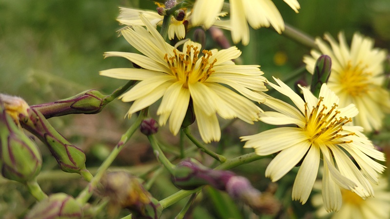 ホソバアキノノゲシの花 横浜市旭区今宿南町