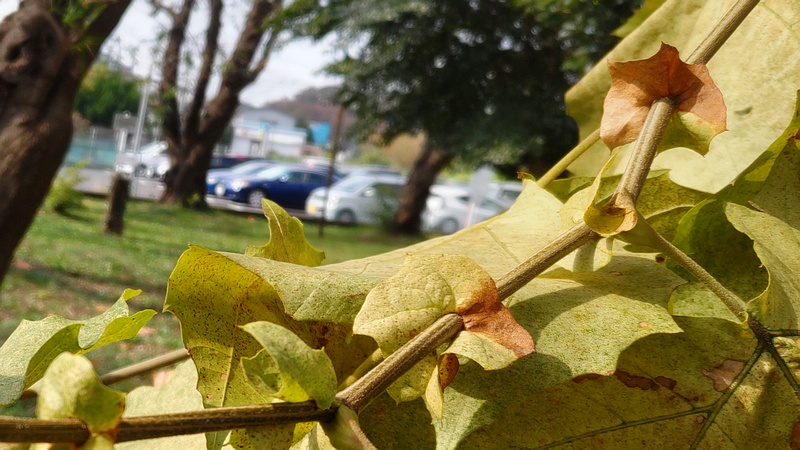 モミジバスズカケノキ 横浜市旭区今宿南町