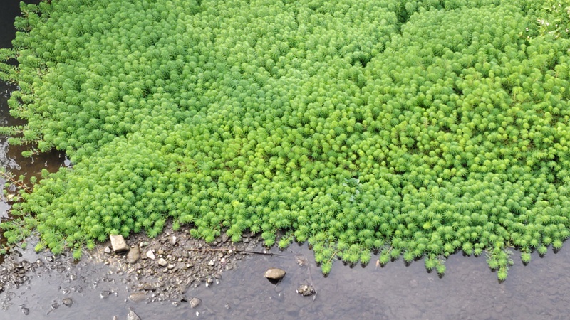 オオフサモ 横浜市旭区都岡町
