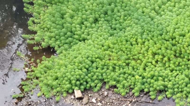 オオフサモ 横浜市旭区都岡町