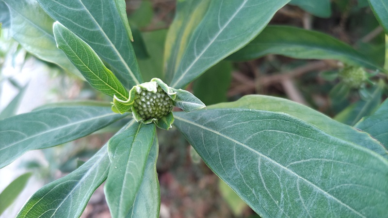 ミツマタの蕾 横浜市旭区都岡町