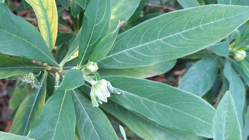 ミツマタの蕾 横浜市旭区都岡町