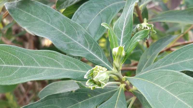 ミツマタの蕾 横浜市旭区都岡町
