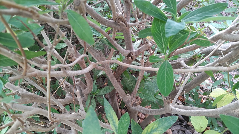ミツマタ 横浜市旭区都岡町
