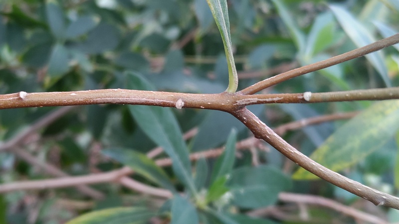 ミツマタ 横浜市旭区都岡町