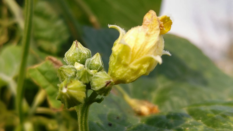ヘチマ 横浜市旭区今宿南町