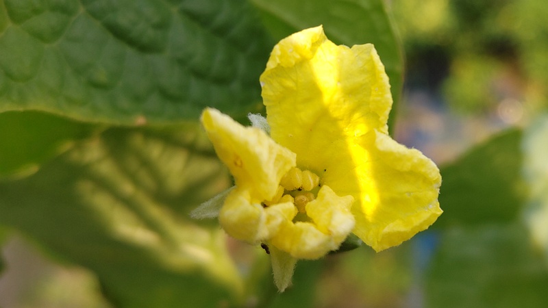 ヘチマ 横浜市旭区今宿南町