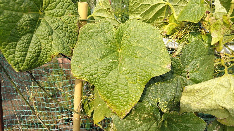 ヘチマ 横浜市旭区今宿南町