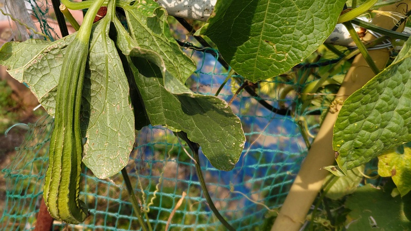 ヘチマ 横浜市旭区今宿南町