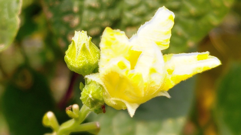 ヘチマ 横浜市旭区今宿南町
