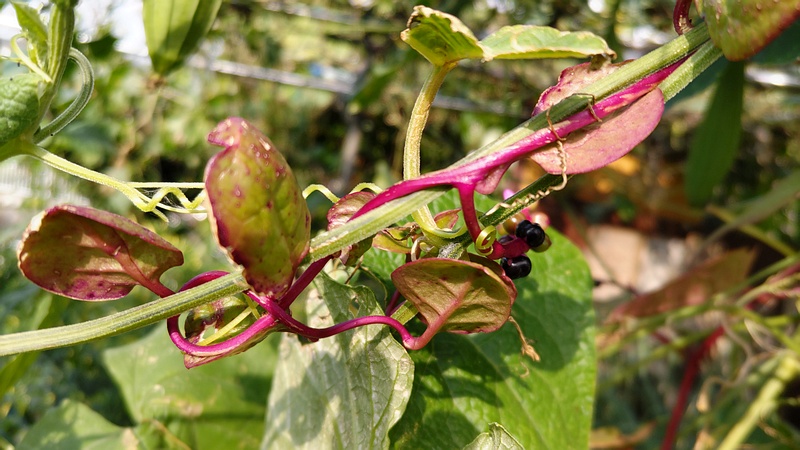 ツルムラサキの花と果実 横浜市旭区今宿南町