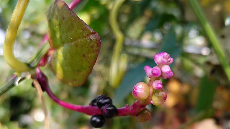 ツルムラサキの花と果実 横浜市旭区今宿南町