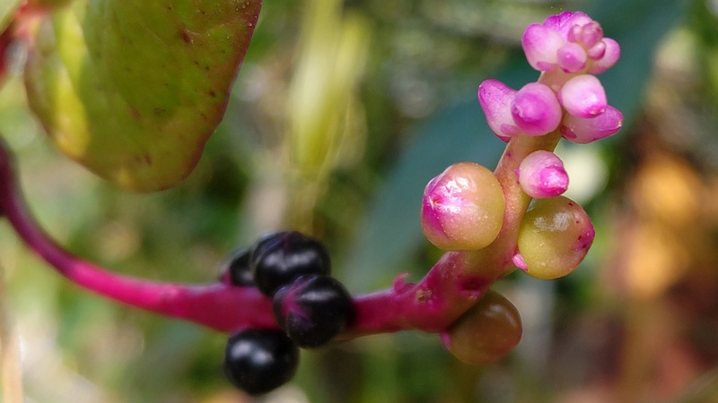 ツルムラサキの花と果実 横浜市旭区今宿南町