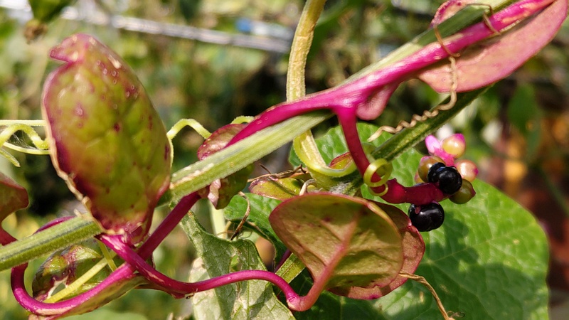 ツルムラサキの花と果実 横浜市旭区今宿南町
