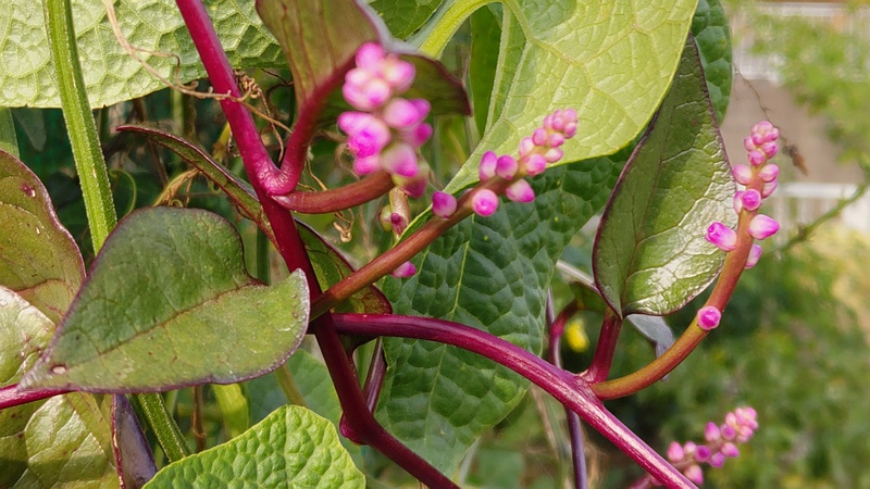 ツルムラサキの花と果実 横浜市旭区今宿南町