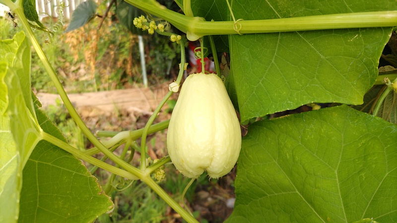 ハヤトウリ 横浜市旭区今宿南町