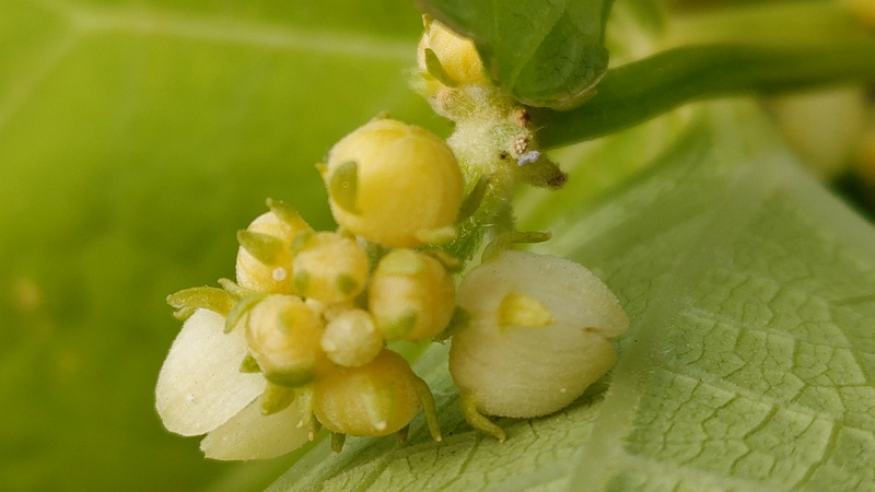 ハヤトウリ 横浜市旭区今宿南町
