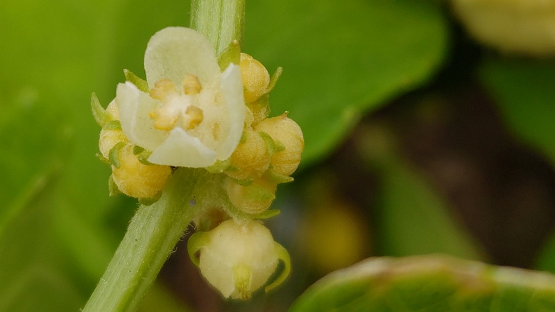 ハヤトウリ 横浜市旭区今宿南町