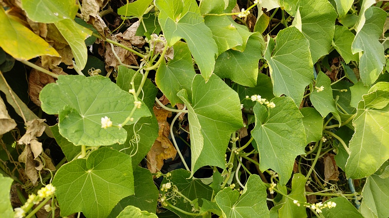 ハヤトウリ 横浜市旭区今宿南町