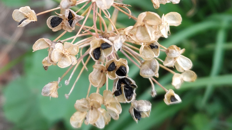 ニラの果実 横浜市旭区今宿南町