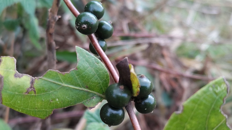 スイカズラの果実 横浜市旭区今宿南町