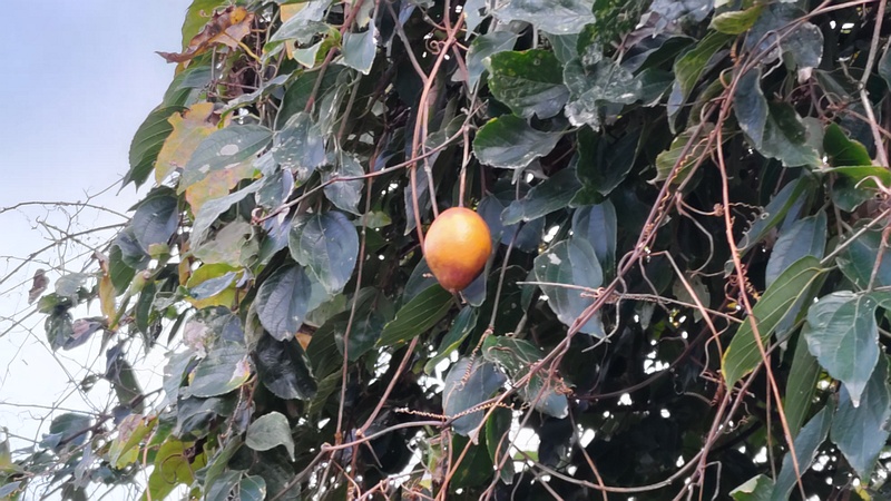 キカラスウリの果実 横浜市旭区今宿南町