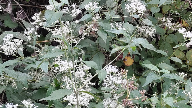 ヒヨドリバナの花