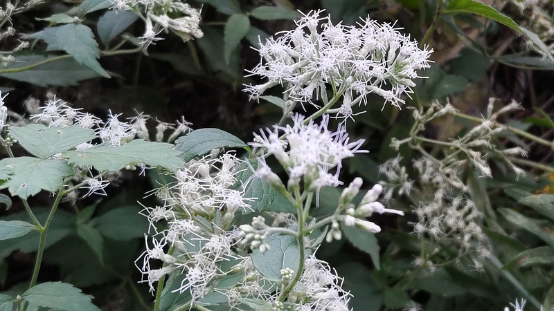 フジバカマの花 横浜市旭区今宿南町