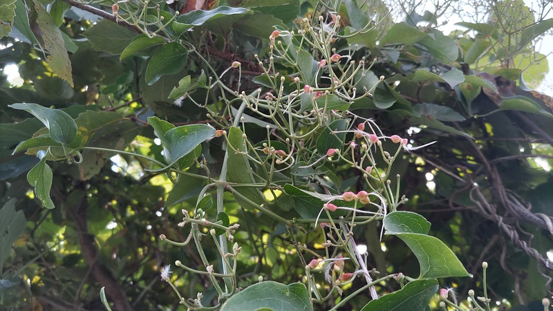 センニンソウの果実 横浜市旭区今宿南町