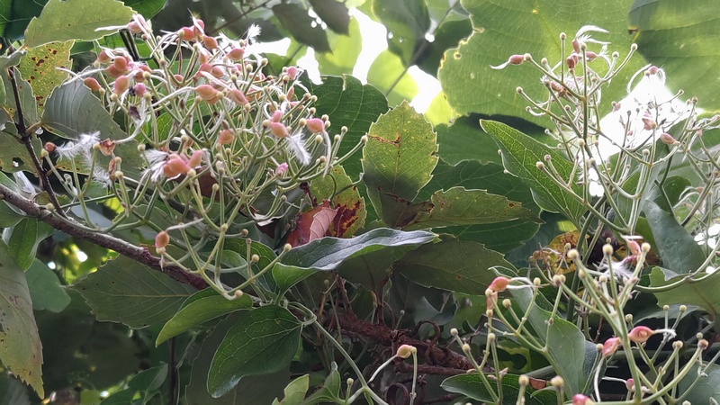 センニンソウの果実 横浜市旭区今宿南町