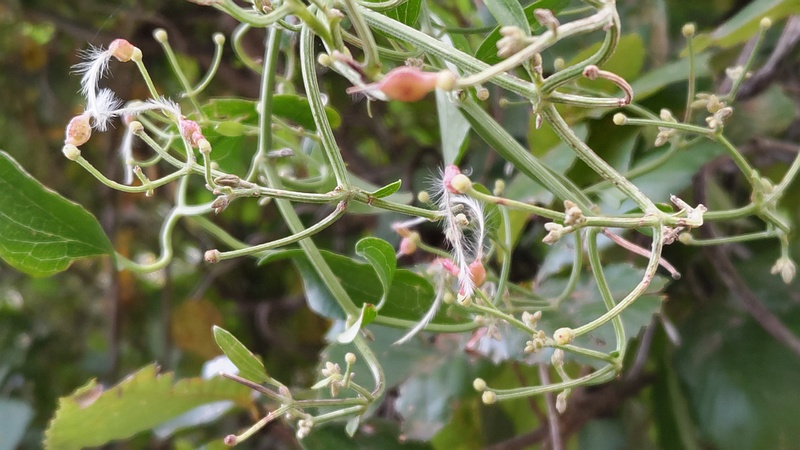 センニンソウの果実 横浜市旭区今宿南町