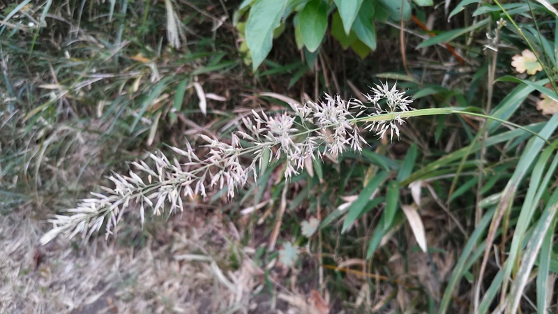 ヤマアワ 横浜市旭区今宿南町