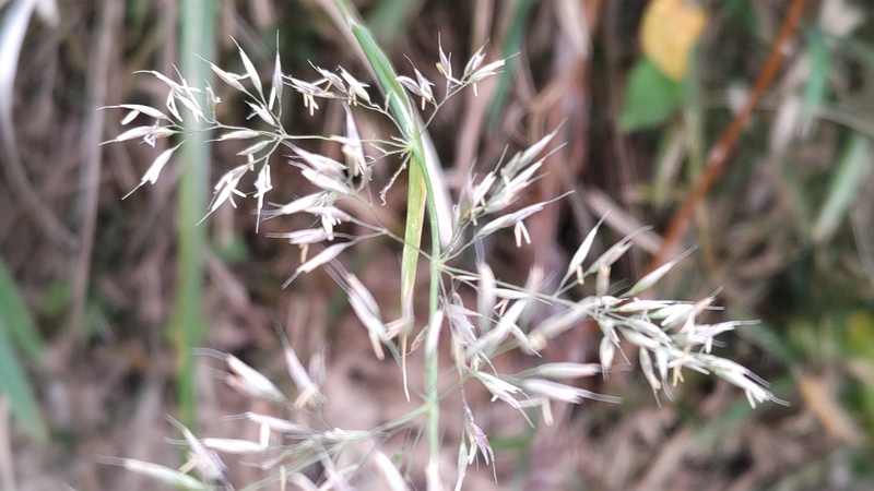 ヤマアワ 横浜市旭区今宿南町