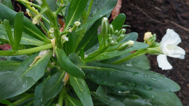 アラセイトウの花 川崎市幸区さいわいふるさと公園