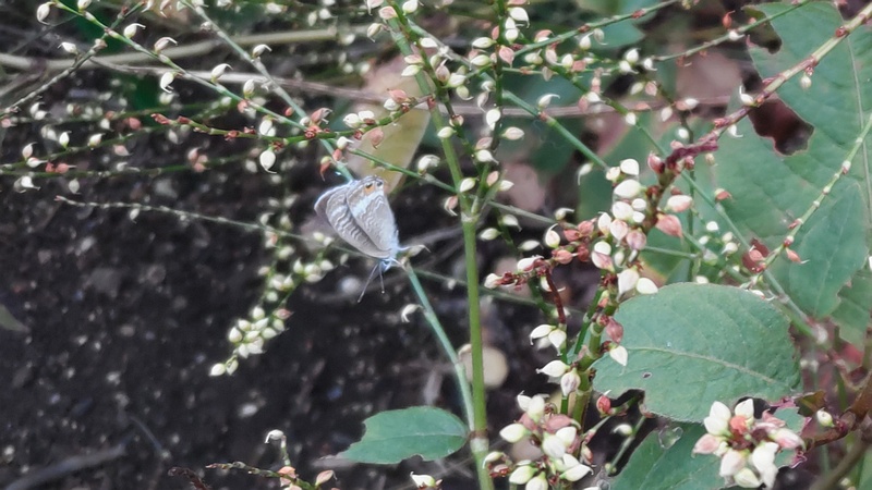 ギンミズヒキのツバメシジミ 川崎市幸区さいわいふるさと公園