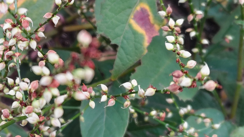ギンミズヒキの果実 川崎市幸区さいわいふるさと公園