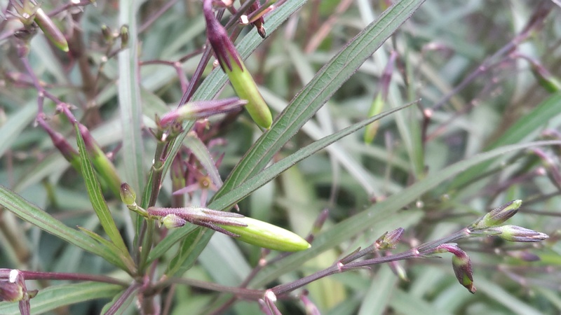 ヤナギバルイラソウの果実 川崎市幸区さいわいふるさと公園