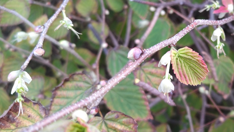 ヒュウガミズキの蕾と花 川崎市幸区さいわいふるさと公園
