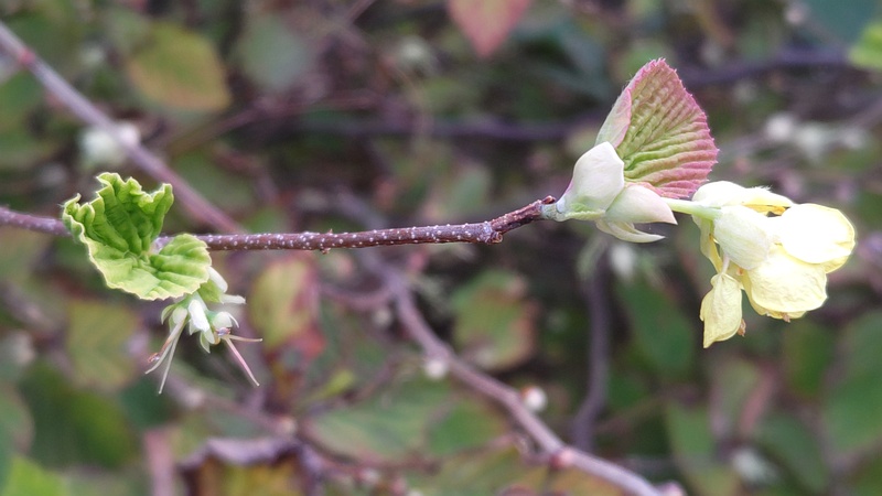 ヒュウガミズキの蕾と花 川崎市幸区さいわいふるさと公園