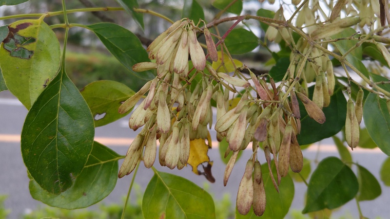 シマトネリコの果実 川崎市幸区さいわいふるさと公園