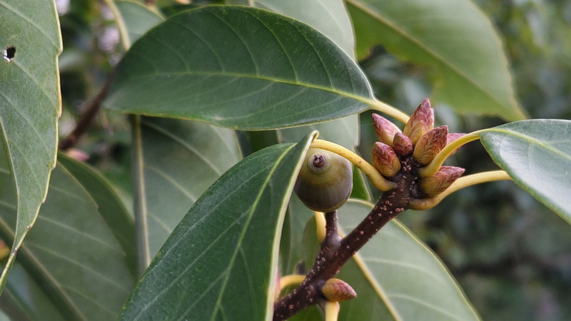 アラカシの果実と新芽 川崎市幸区さいわいふるさと公園