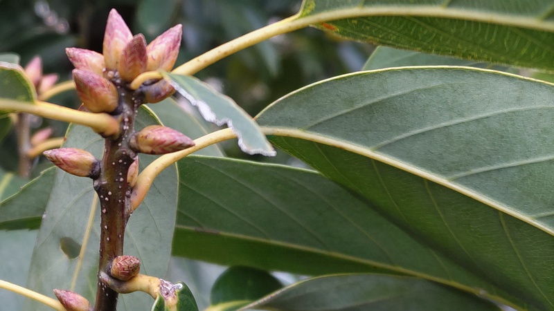 アラカシの果実と新芽 川崎市幸区さいわいふるさと公園