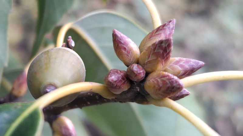 アラカシの果実と新芽 川崎市幸区さいわいふるさと公園