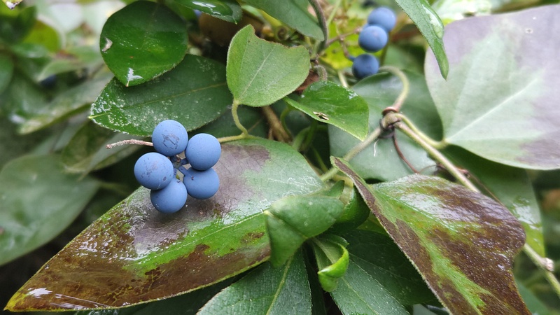 アオツヅラフジの果実 横浜市旭区帷子川親水緑道