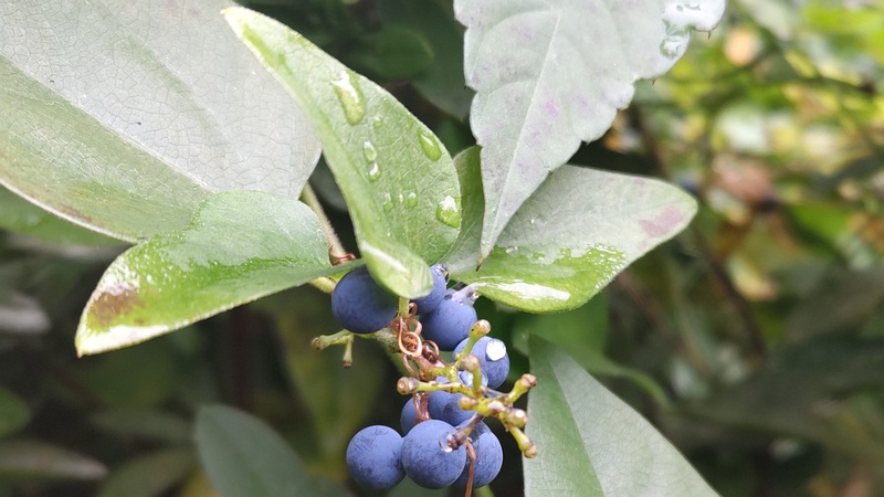 アオツヅラフジの果実 横浜市旭区帷子川親水緑道