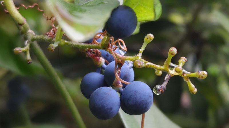 アオツヅラフジの果実 横浜市旭区帷子川親水緑道