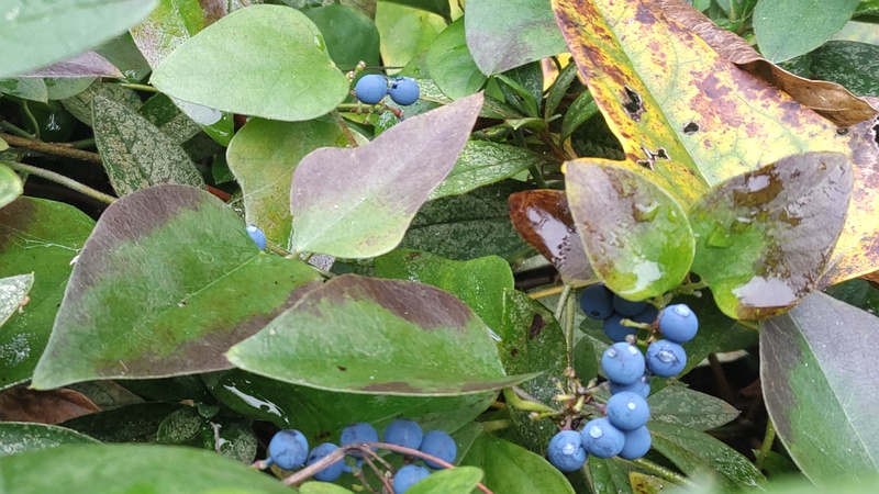 アオツヅラフジの果実 横浜市旭区帷子川親水緑道