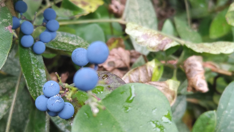 アオツヅラフジの果実 横浜市旭区帷子川親水緑道